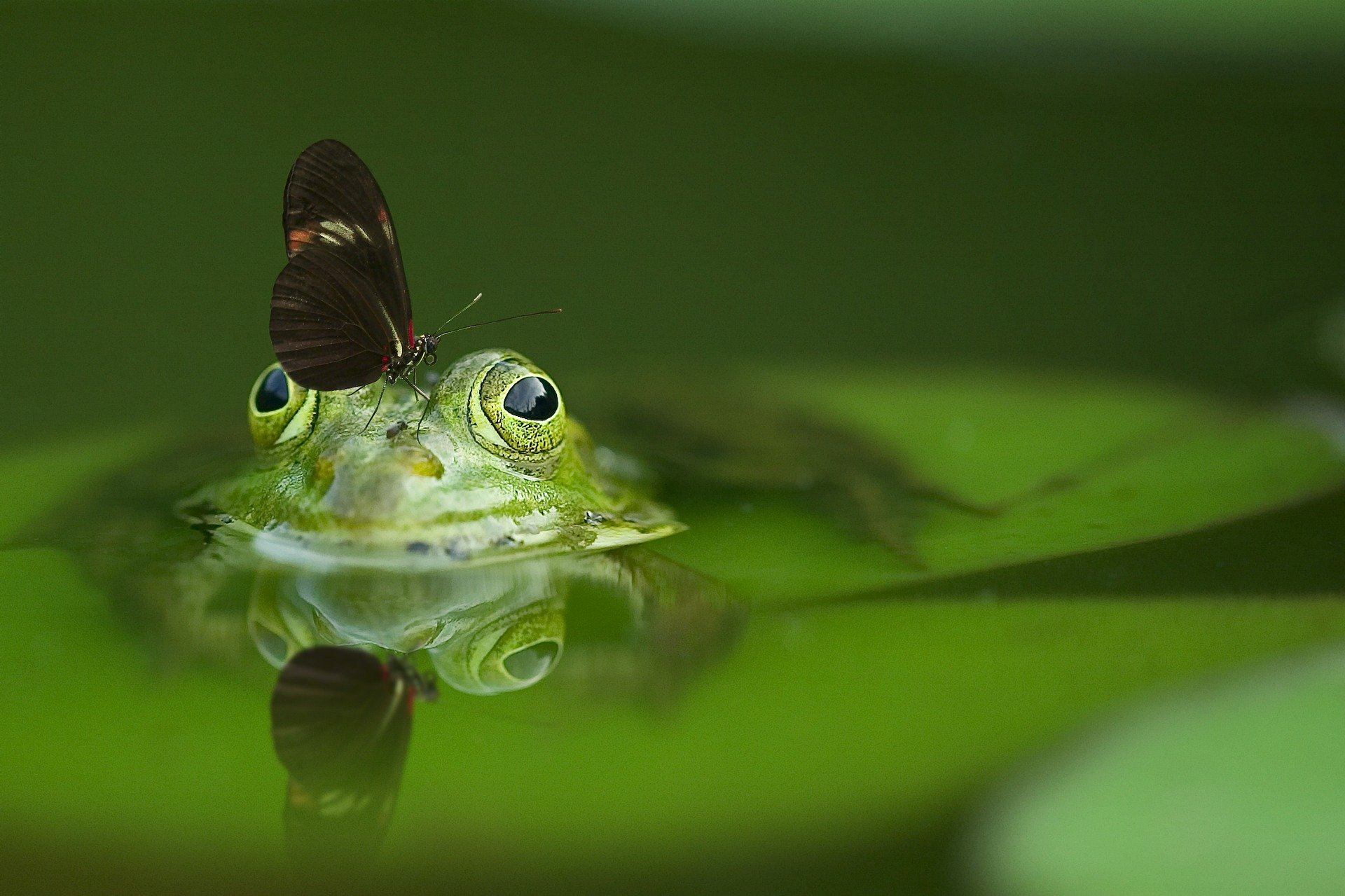 Motylarnia Jarosławiec