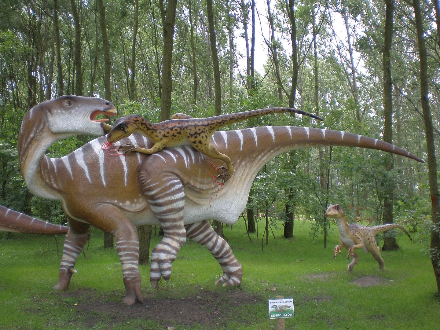 zaurolandia rogów