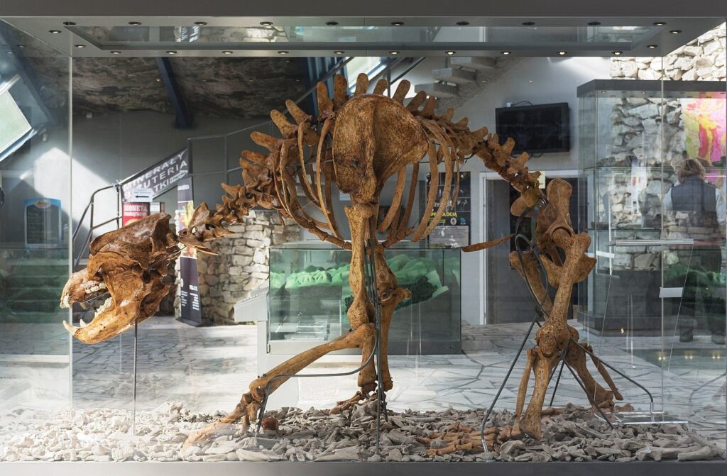 jaskinia niedźwiedzia