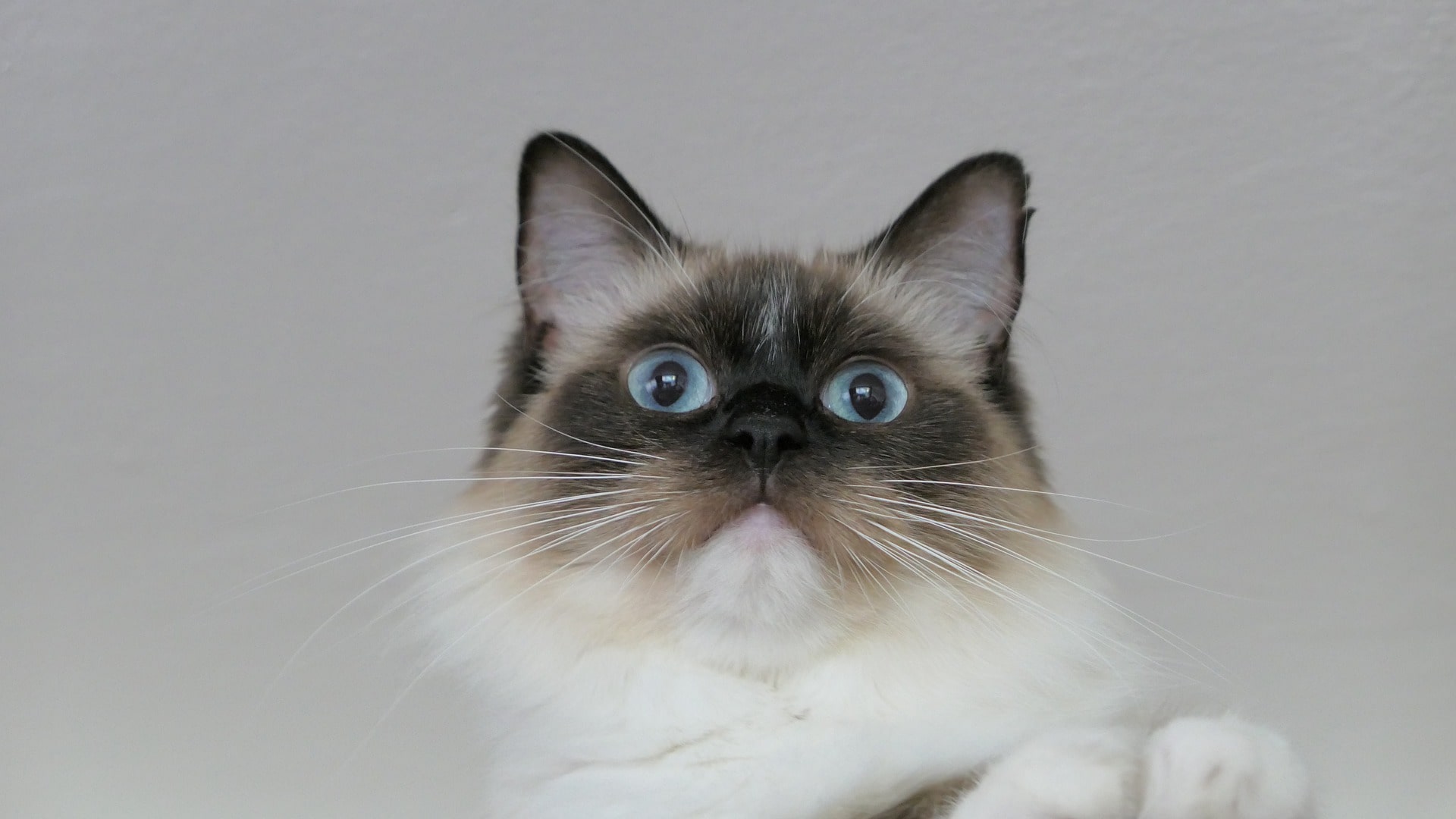 ragdoll