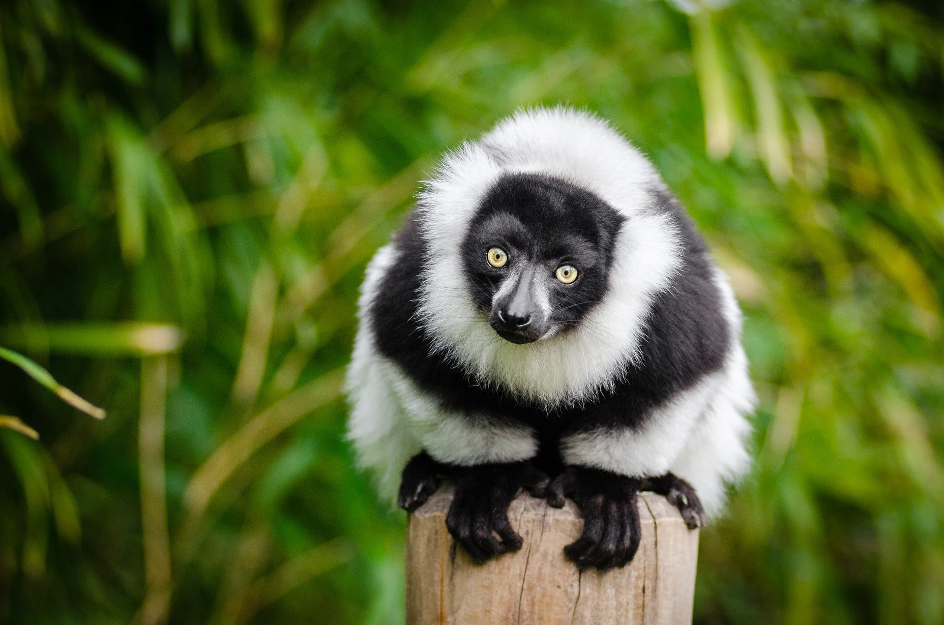 madagaskar