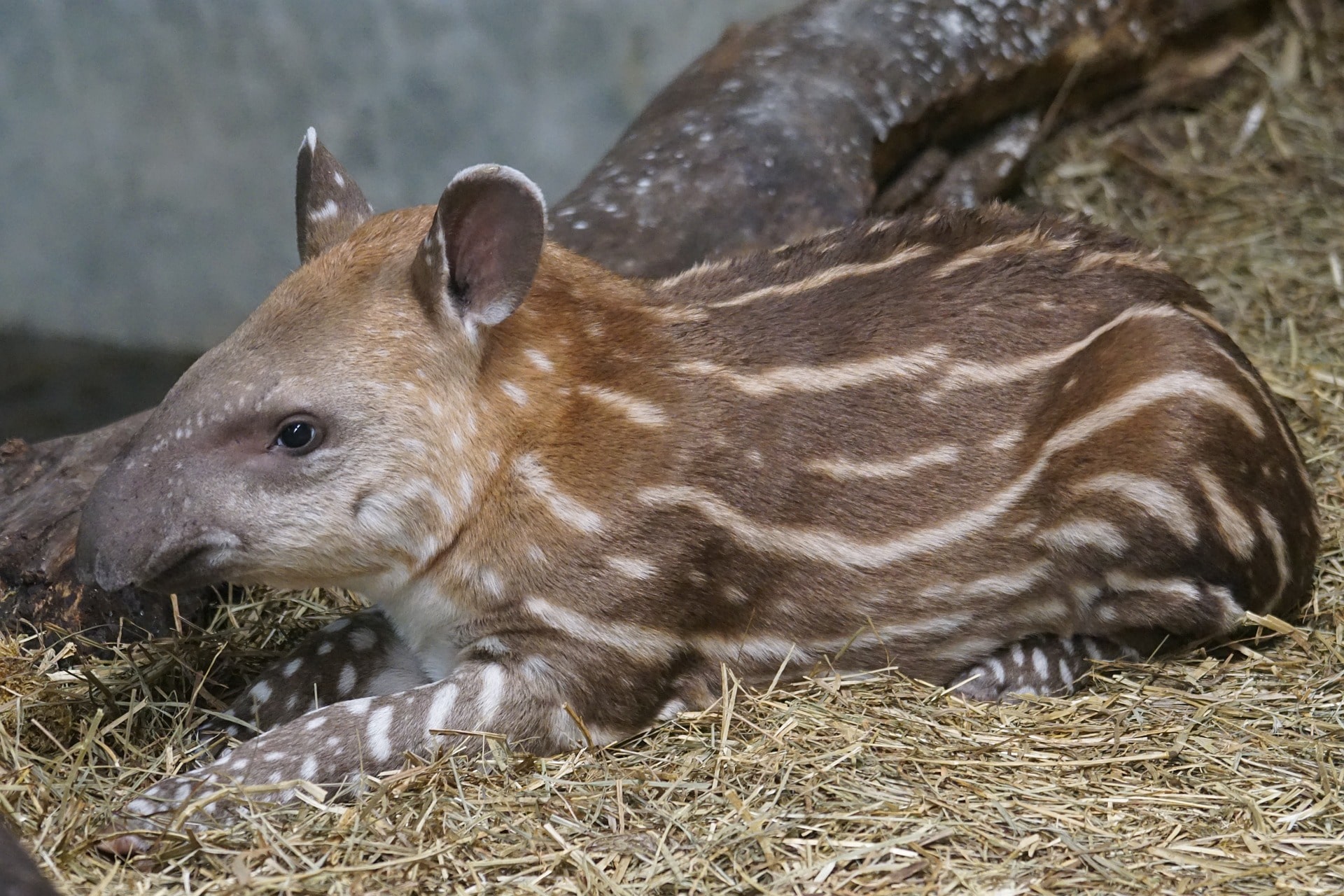 tapir