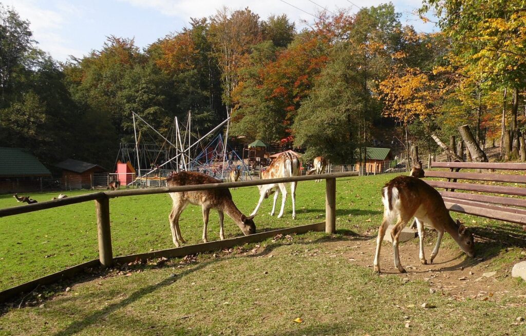 leśny park niespodzianek ustroń