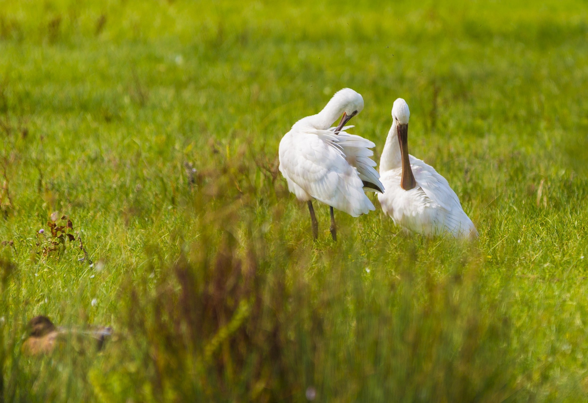 Warzęcha zwyczajna - 12 ciekawostek - Podróż Trwa