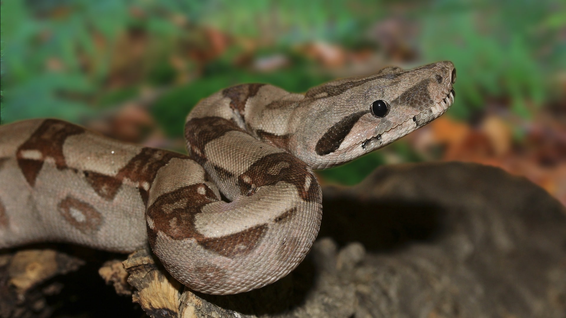 boa dusciel