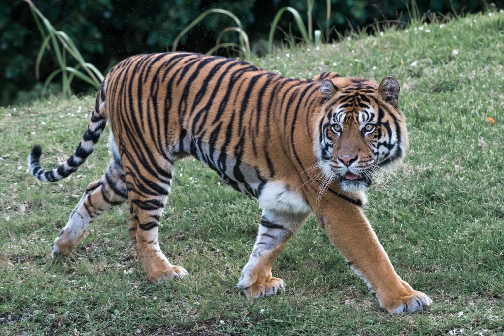 tygrys bengalski