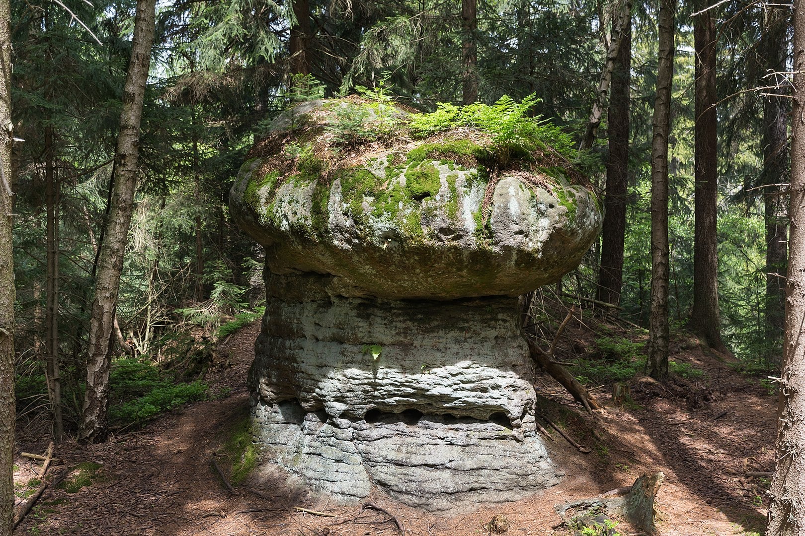 skalne grzyby