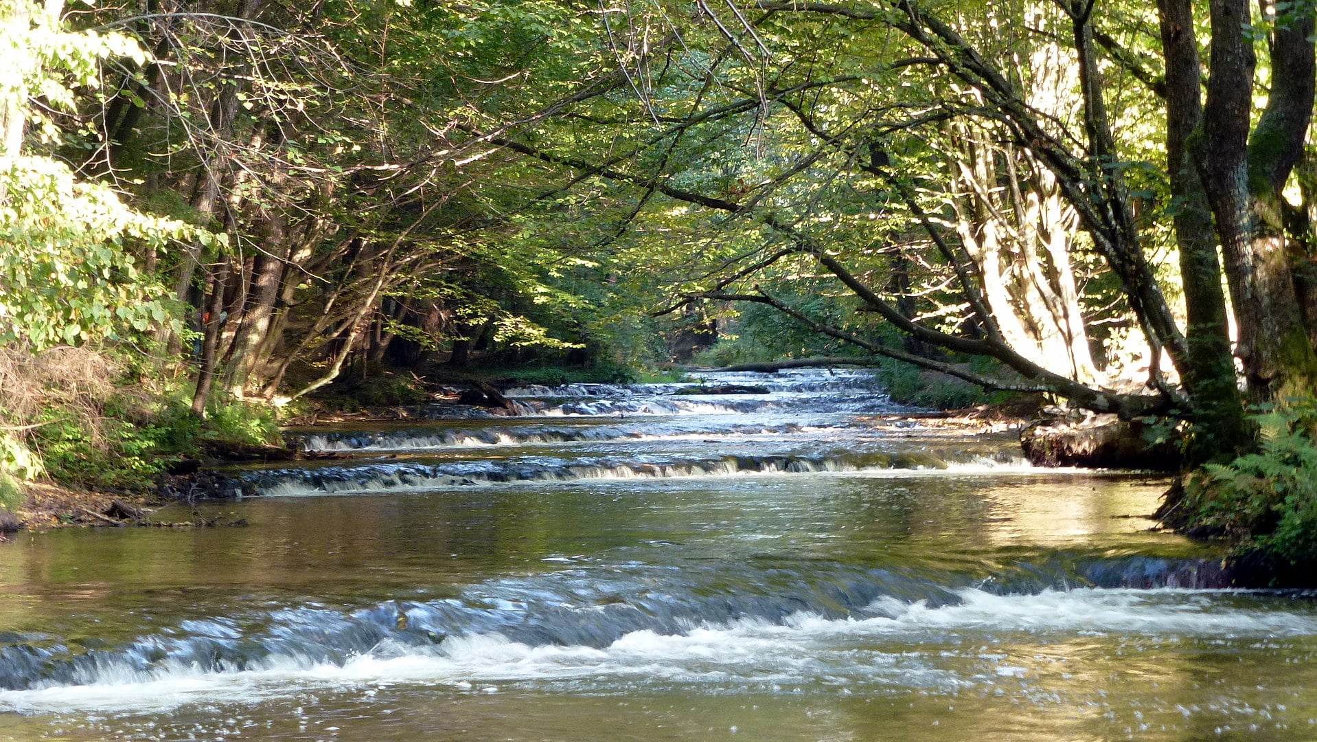szumy nad tanwią