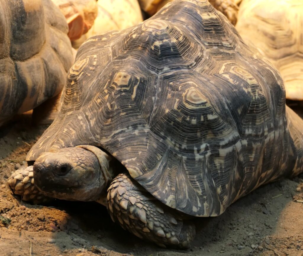 atrakcje dla dzieci - zoo toruń